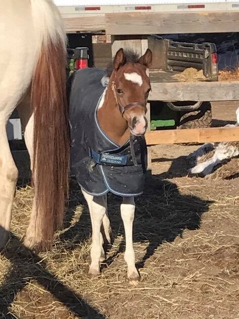 Baby Thoroughbred Harper