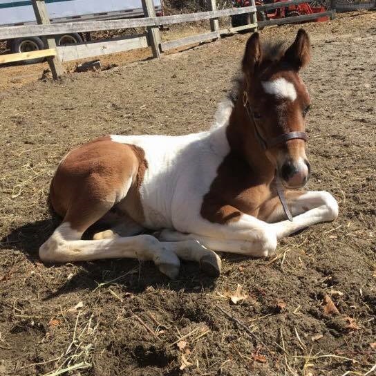 Baby Thoroughbred Harper