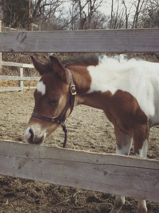 Baby Thoroughbred Harper