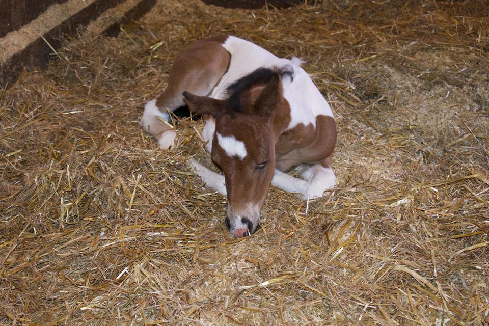 Baby Thoroughbred Harper