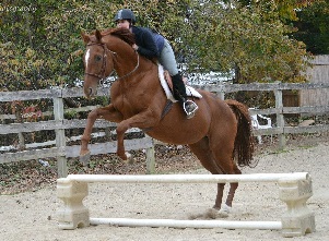 Horsemanship lessons in jumping