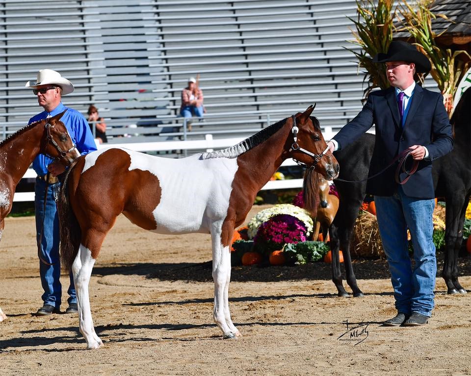 Benson Performance Horses at Indian Rock Stables, Saugus